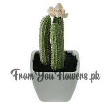 Indoor Plant Delivery Lahore - FromYouFlowers.pk