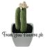 Indoor Plant Delivery Lahore - FromYouFlowers.pk