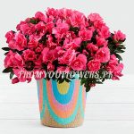 Flower Delivery for her Pakistan - FromYouFlowers.pk