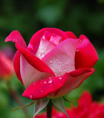 History Of Flowers