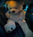 Teddy Bear Gift Delivery Lahore - Fromyouflowers.pk