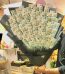 Money Bouquet Online Lahore - FromYouFlowers.pk