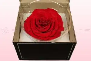 Send Valentine Gifts to Pakistan from USA - FromYouFlowers.pk