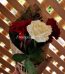 Valentine Flowers to Islamabad - FromYouFlowers.pk