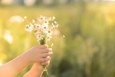 flowers in summers