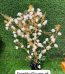 Handmade Room Decor Lahore - FromYouFlowers.pk