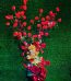 Red Roses Tree Lahore - FromYouFlowers.pk