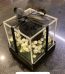 Original Black Rose Lahore - FromYouFlowers.pk
